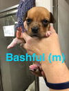 Bashful