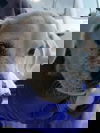 Samuel