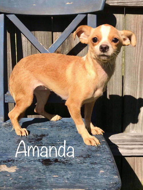 Amanda