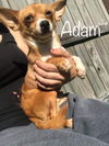Adam