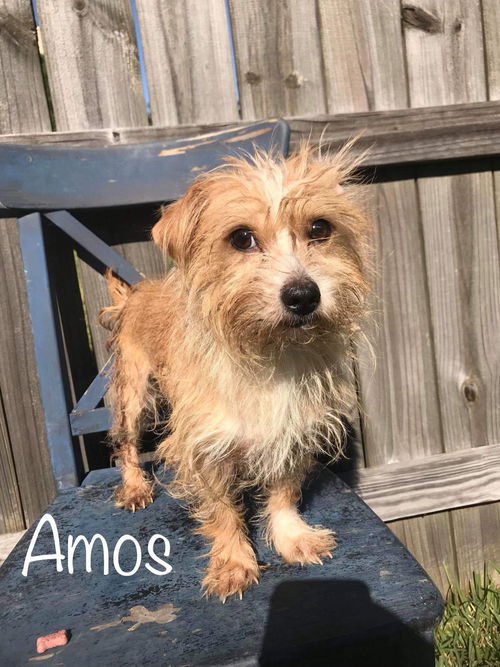 Amos