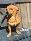 Andy