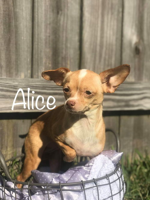 Alice (TX)