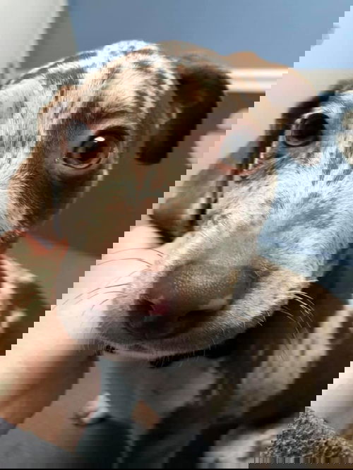 Basil