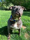 adoptable Dog in york, NE named Stryker