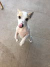 Cesar