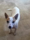 Cesar