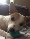 Cesar