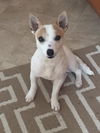 Cesar