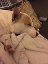 Cesar