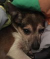 Sawyer
