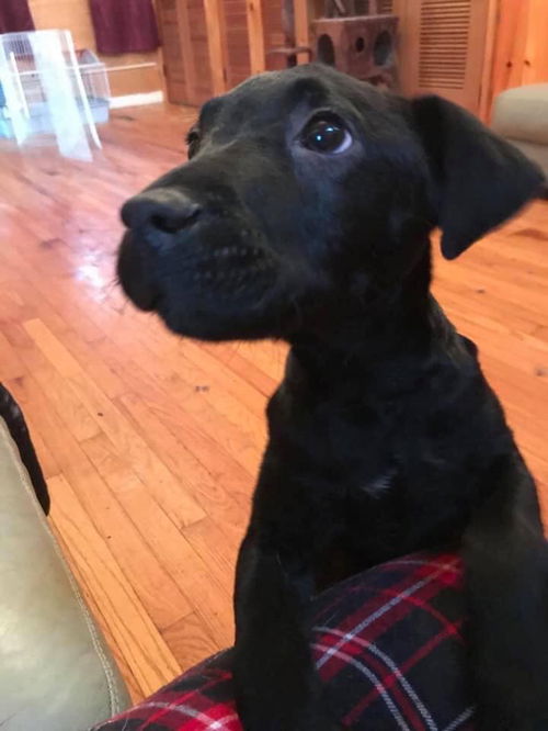 Pepper