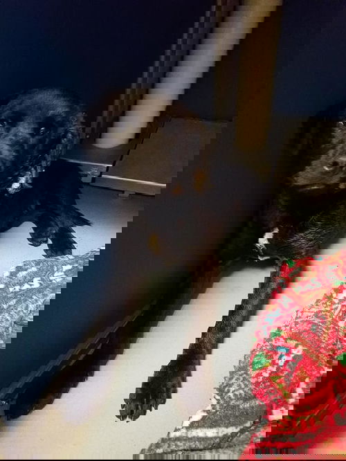 Egi