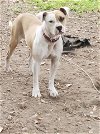 adoptable Dog in york, NY named Blake (TX)