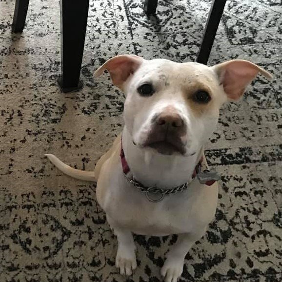 adoptable Dog in New York, NY named Lulu