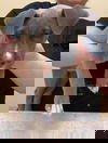JD