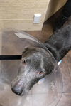 Greyson