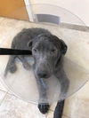 Greyson