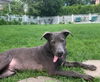 Greyson