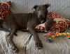 Greyson