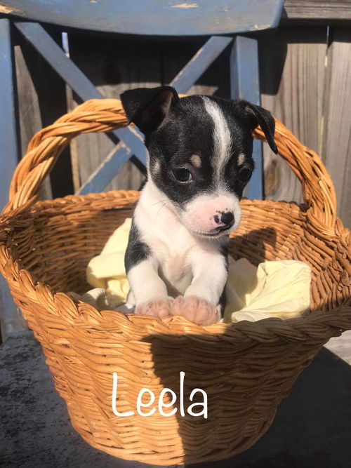 Leela
