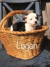 Logan
