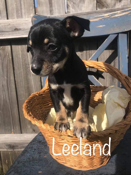 Leeland