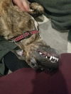 Zula