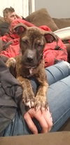 Zula