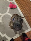 Zula