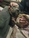 Zula