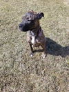 Zula