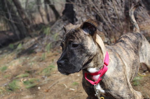 Zula