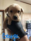 George