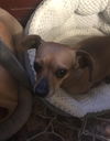 Patsy