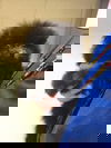 Hedgehog