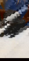 Hedgehog