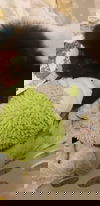 Hedgehog