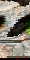 Hedgehog