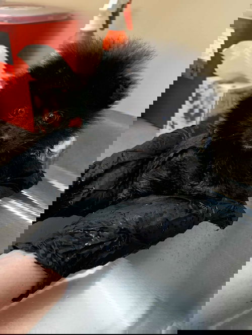 Hedgehog