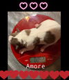 Amore (TX)