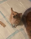 Pete