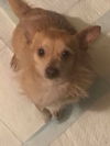 Pete