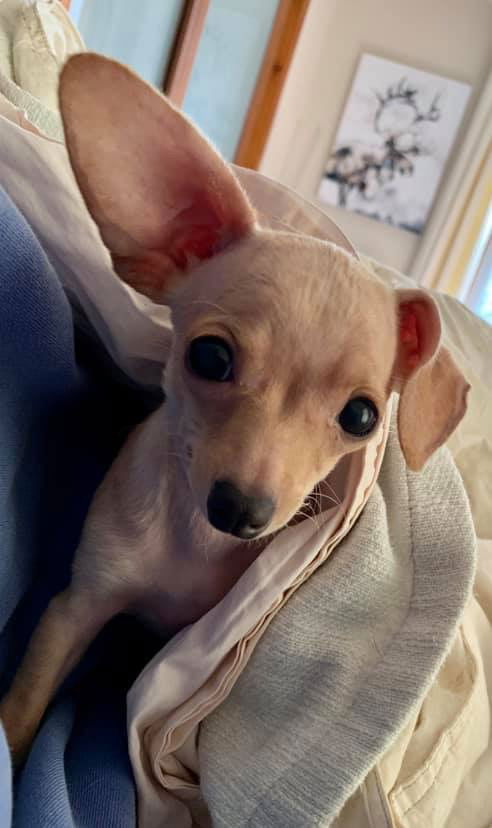 Alfalfa