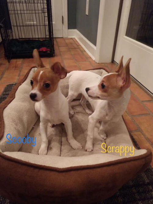 Scooby and Scrappy