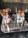 Scooby and Scrappy