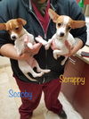 Scooby and Scrappy