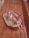 Scooby and Scrappy