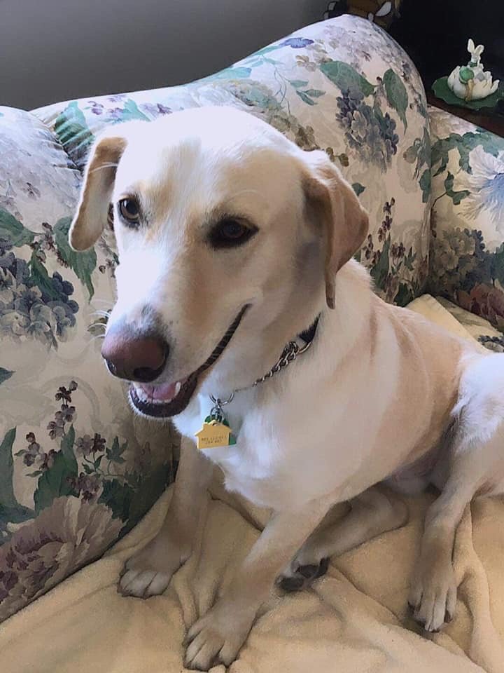 adoptable Dog in New York, NY named Lala