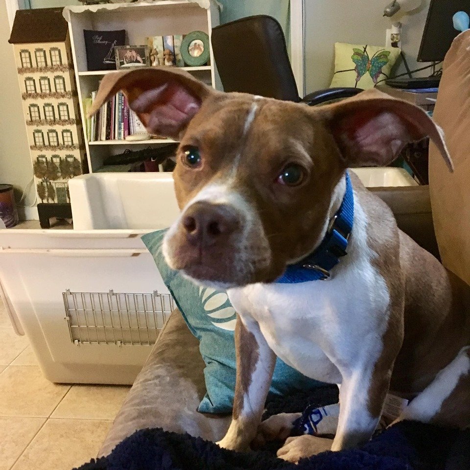 adoptable Dog in New York, NY named Buffy